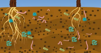 Soil Organic Matter Dynamics and Carbon Quantification